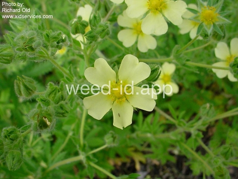 cinquefoil, sulfur